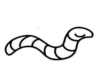 蚯蚓1
