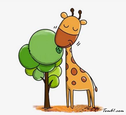 长颈鹿在吃树叶