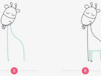 长颈鹿在吃树叶3