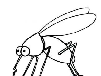蚊子52