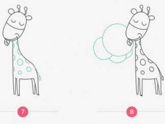 长颈鹿在吃树叶4