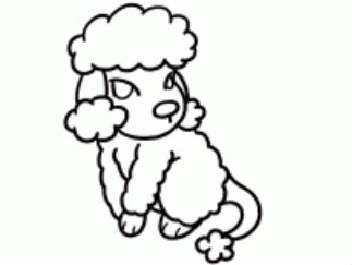 贵宾狗