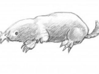 鼹鼠2
