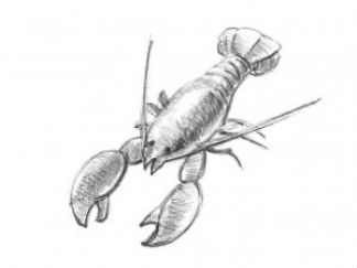 龙虾2