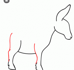 毛驴26