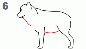 狼36