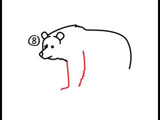 灰熊9