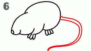 老鼠36