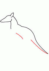 袋鼠24
