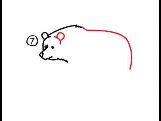 灰熊8