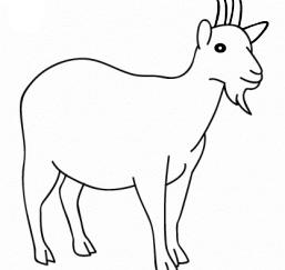 山羊10