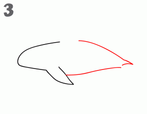 虎鲸3