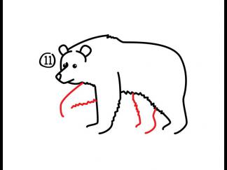 灰熊12