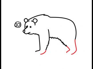 灰熊11