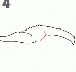 鳄鱼24