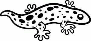 娃娃鱼5