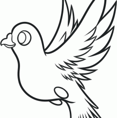 鸽子35