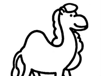 骆驼5
