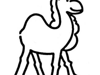 骆驼53