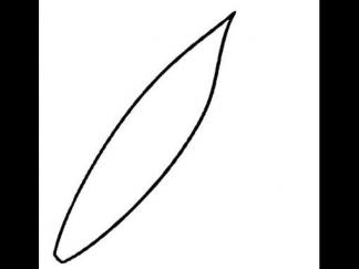 羽毛1