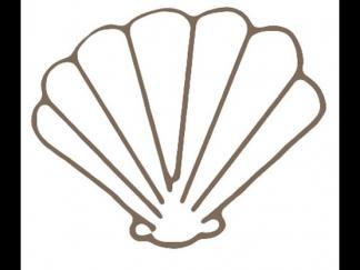 扇贝4