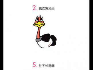 鸵鸟55