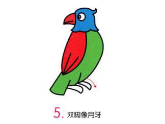 小鹦鹉5