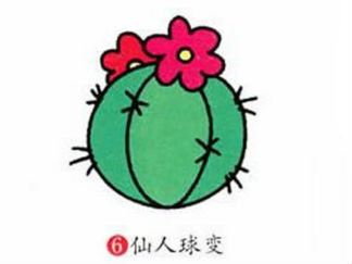 仙人掌5