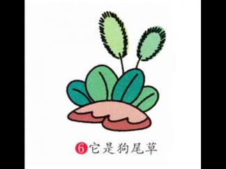 狗尾草6