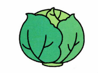卷心菜2