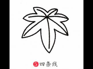 枫叶5