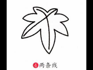 枫叶4