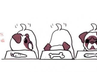 怎么看都心情不佳的八哥犬5