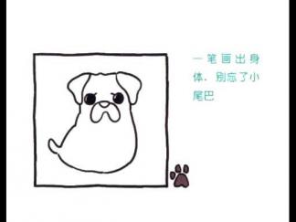 怎么看都心情不佳的八哥犬3