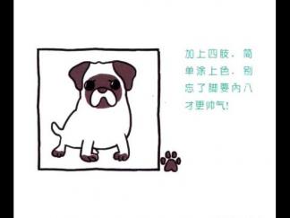 怎么看都心情不佳的八哥犬4