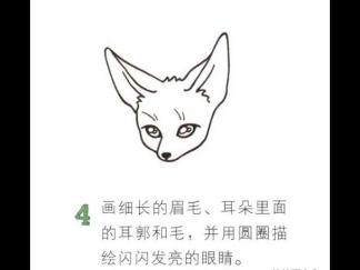 沙漠狐狸4