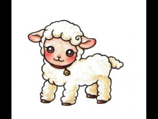 小绵羊71