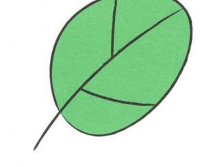 树叶54