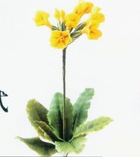 报春花的彩泥橡皮泥制作教程图解