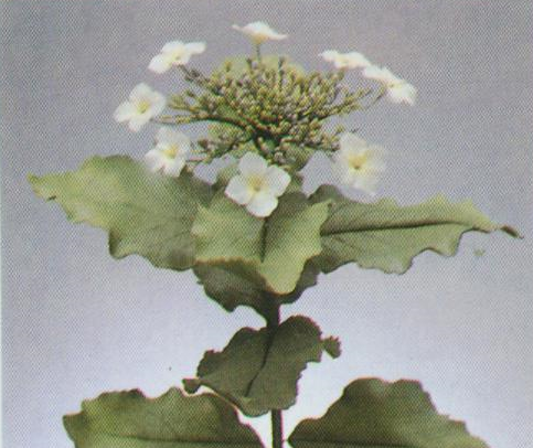 八仙花的彩泥橡皮泥制作教程图解