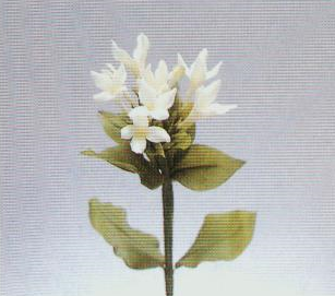 长花塞丁子的彩泥橡皮泥制作教程图解