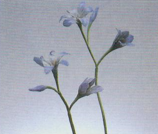 三轮花的彩泥橡皮泥制作教程图解
