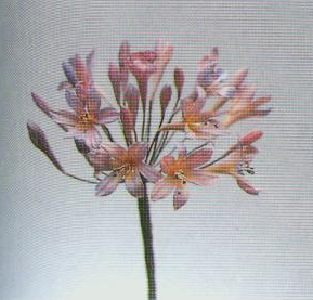 百子莲的彩泥橡皮泥制作教程图解