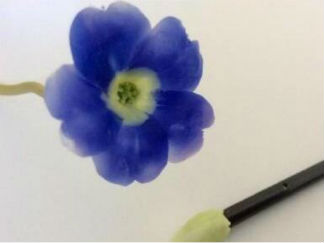 粘土花朵的手工制作教程图解
