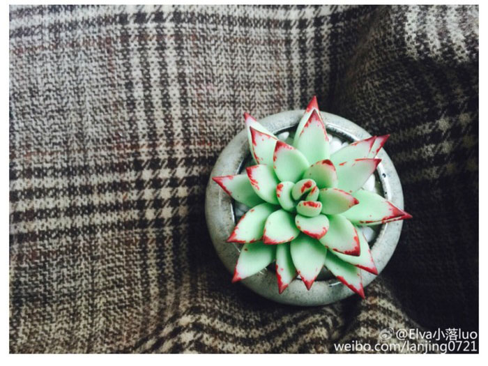 逼真好看的多肉小盆栽diy教学