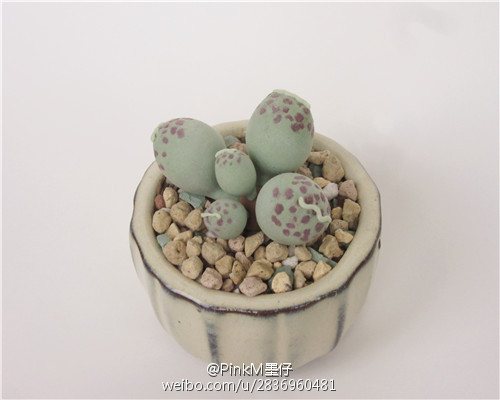 海豹水泡粘土小多肉盆栽