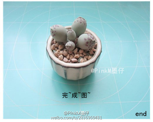 海豹水泡粘土小多肉盆栽