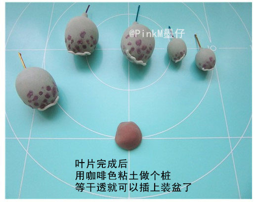 海豹水泡粘土小多肉盆栽