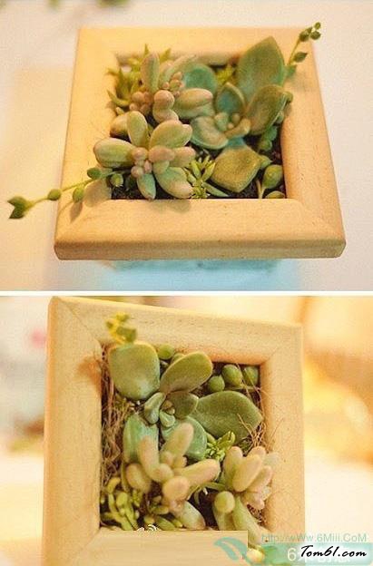 多肉植物小盆栽的废物利用的创意制作图解教程图片3