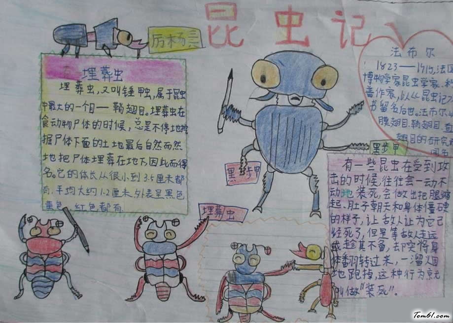 以昆虫记手抄报2图片1